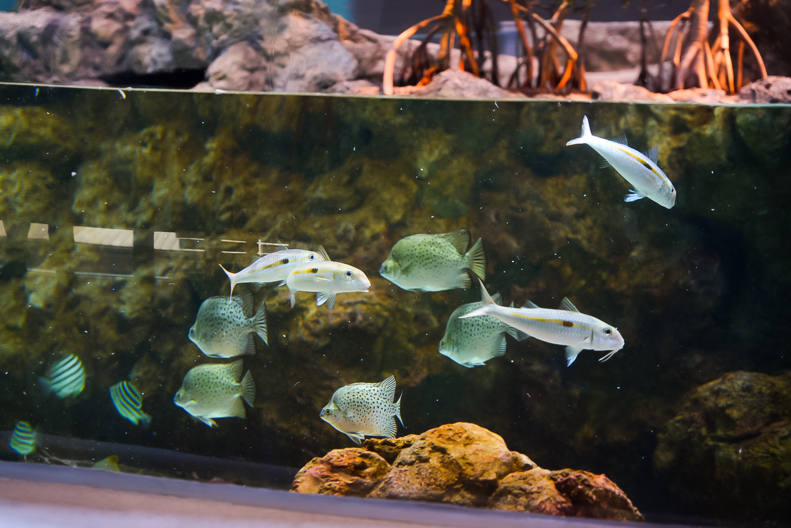 Various Mangrove Lagoon Fish