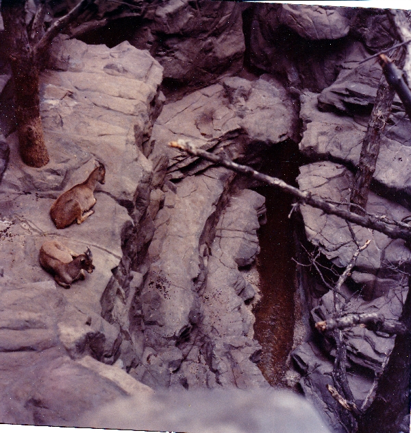 Various Minnesota Zoo in the 70's