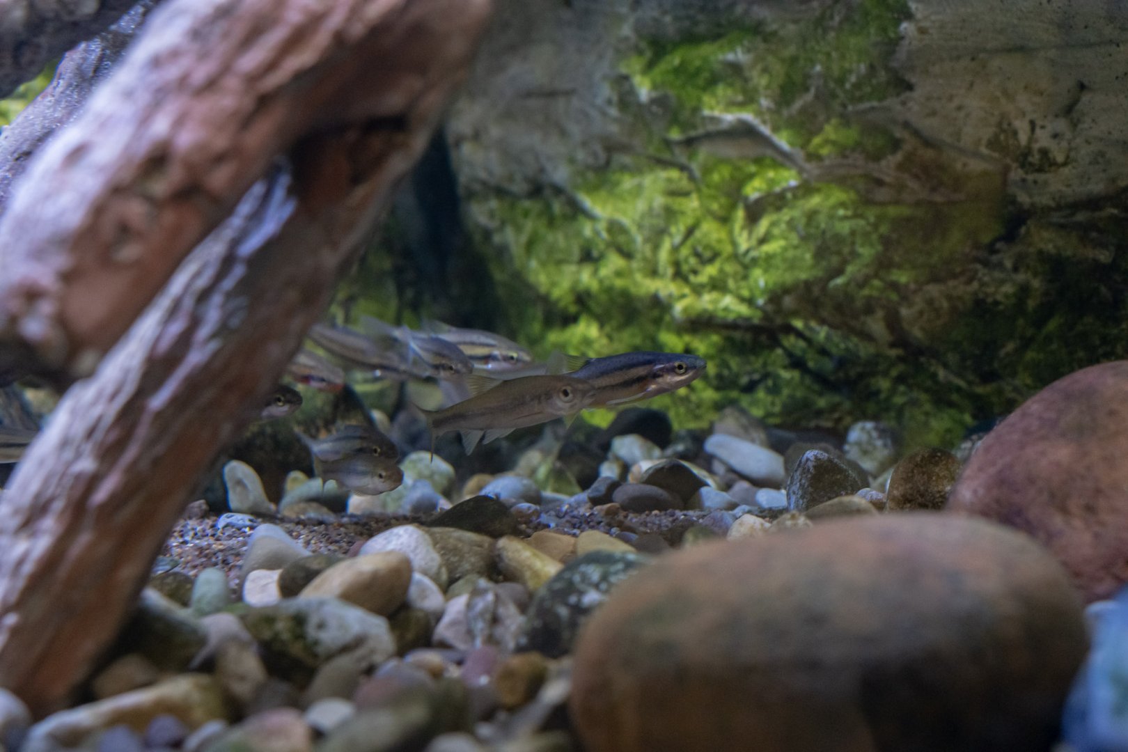 Various North American freshwater fishes