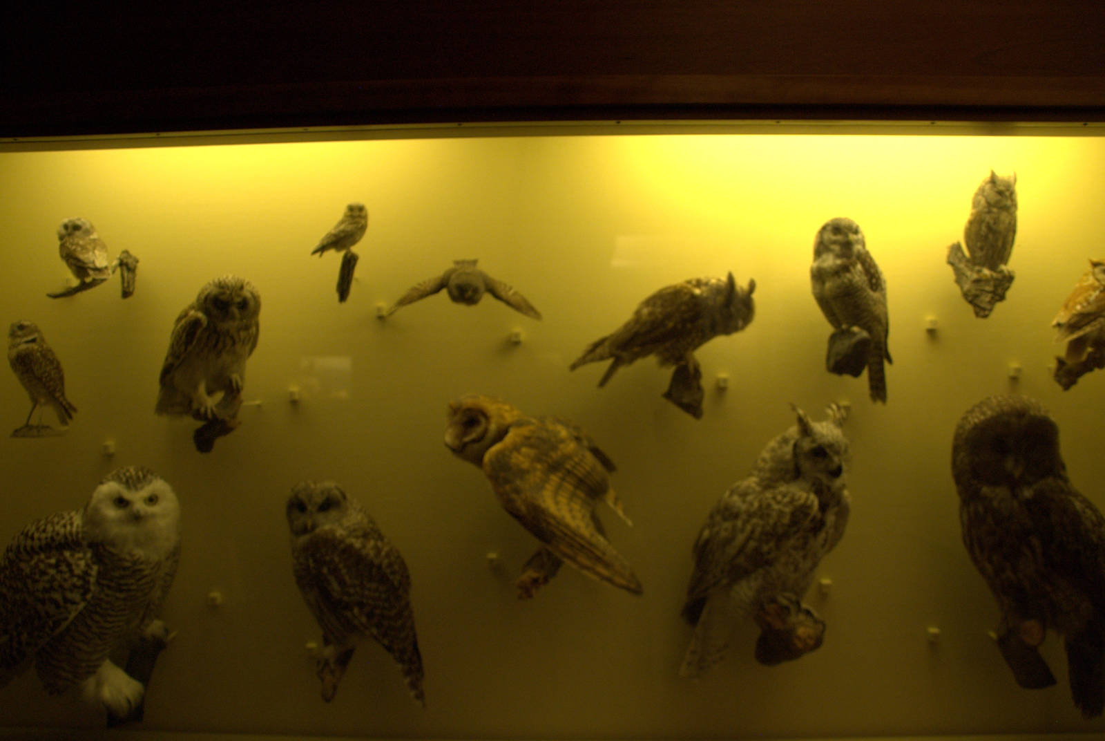 Various owl species