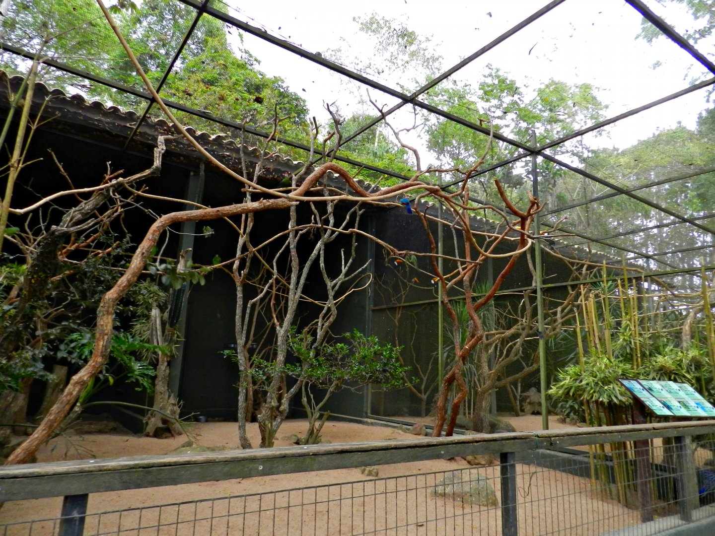 Various parrots/parakeets exhibit - Zooparque Itatiba