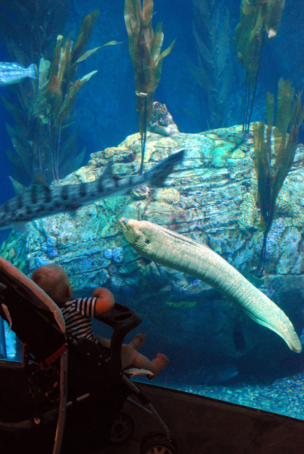 Various Pictures of AOP