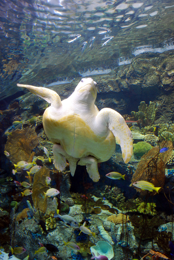 Various Pictures of AOP