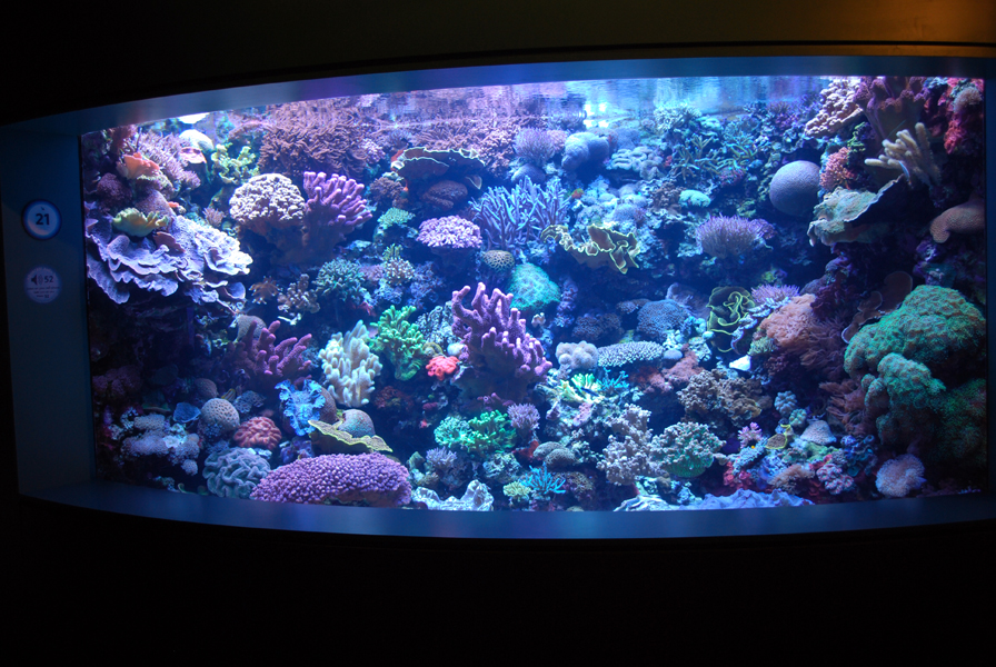 Various Pictures of Aquarium