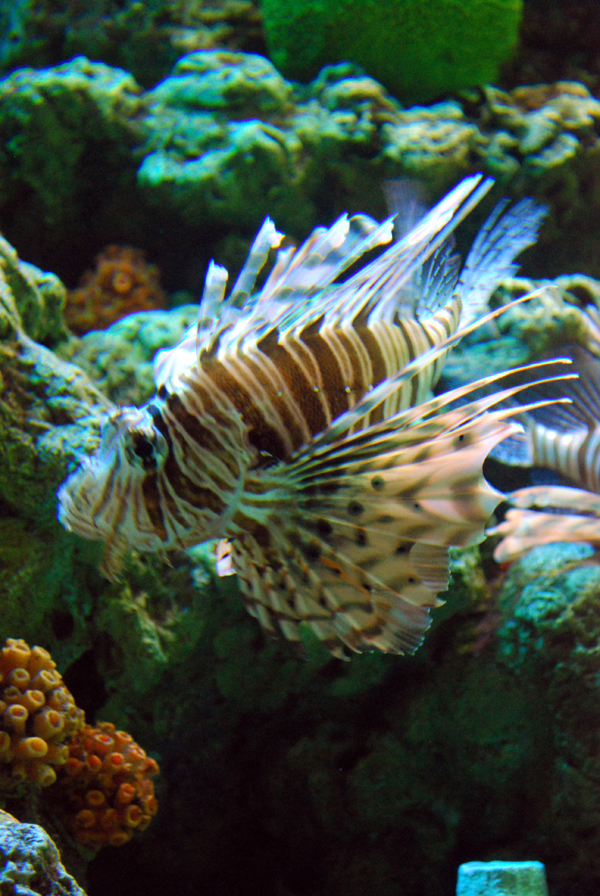 Various Pictures of Aquarium