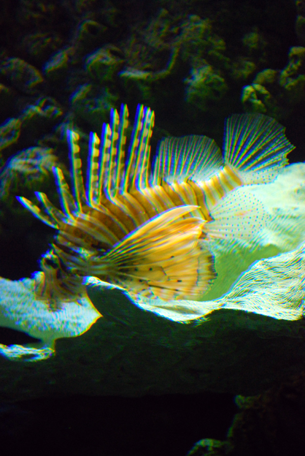 Various Pictures of Aquarium