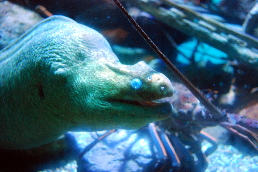 Various Pictures of Aquarium