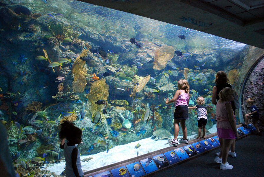 Various Pictures of Aquarium