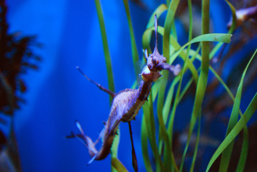 Various Pictures of Aquarium