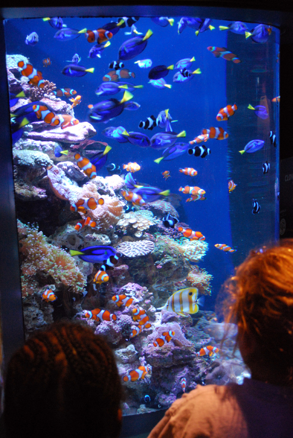 Various Pictures of Aquarium