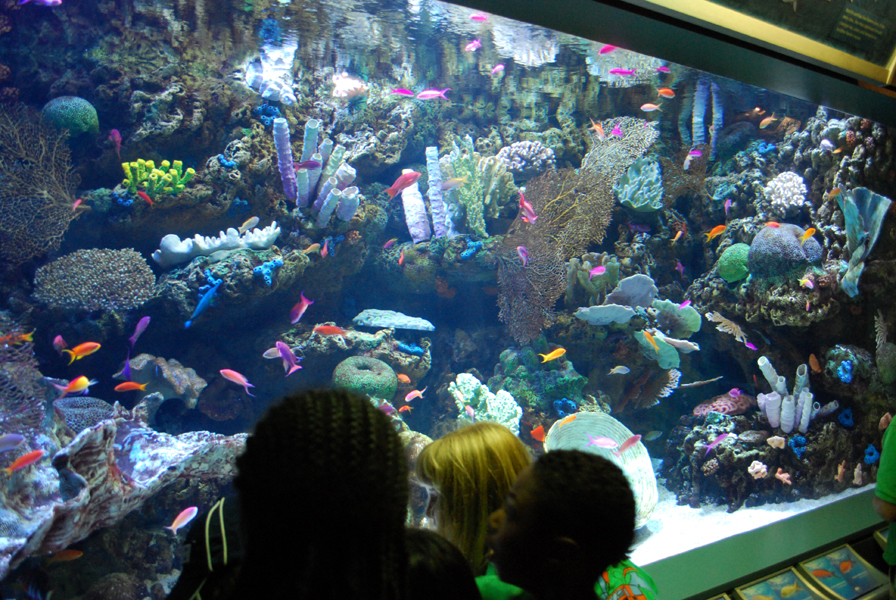 Various Pictures of Aquarium
