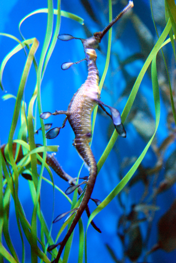 Various Pictures of Aquarium