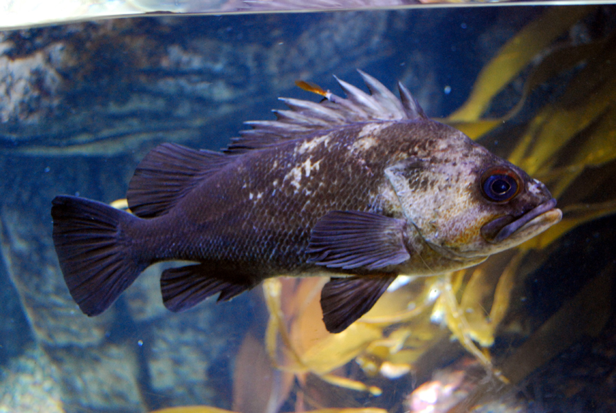 Various Pictures of Aquarium