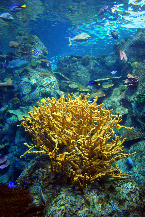 Various Pictures of Aquarium