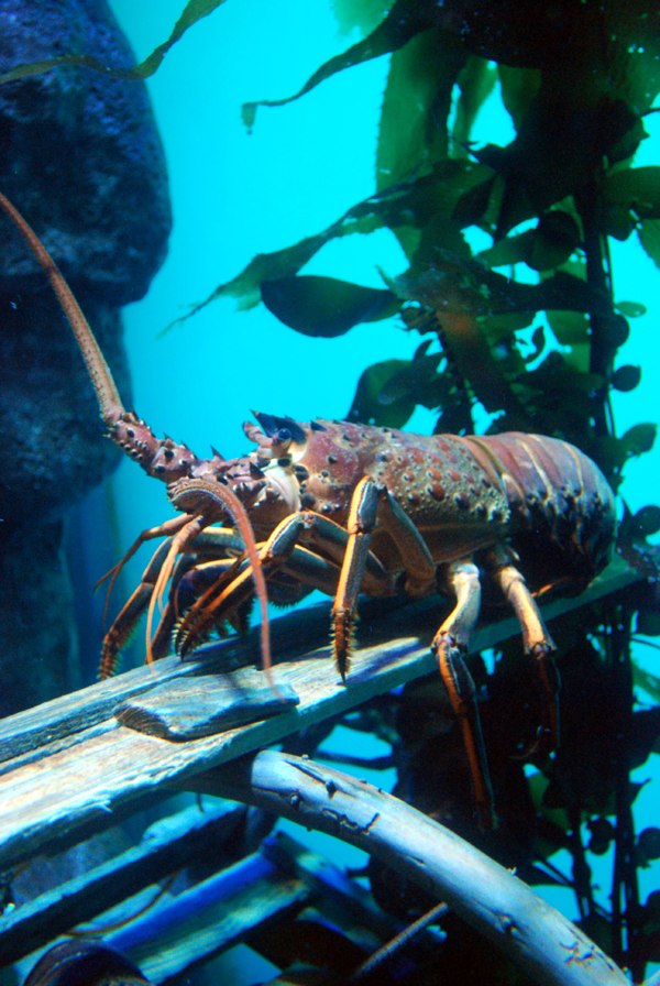 Various Pictures of Aquarium