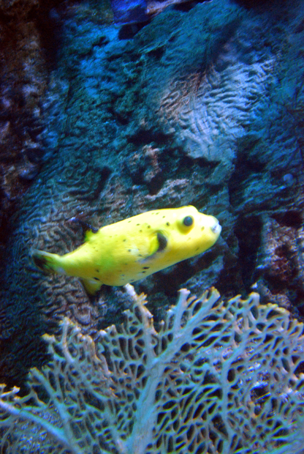 Various Pictures of Aquarium