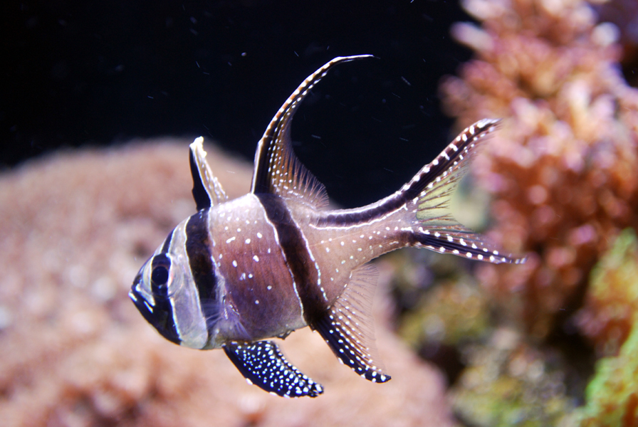 Various Pictures of Aquarium