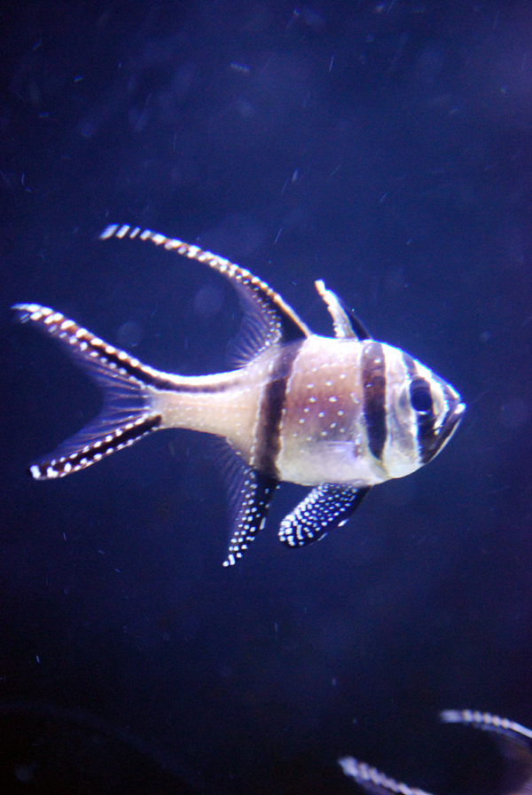 Various Pictures of Aquarium