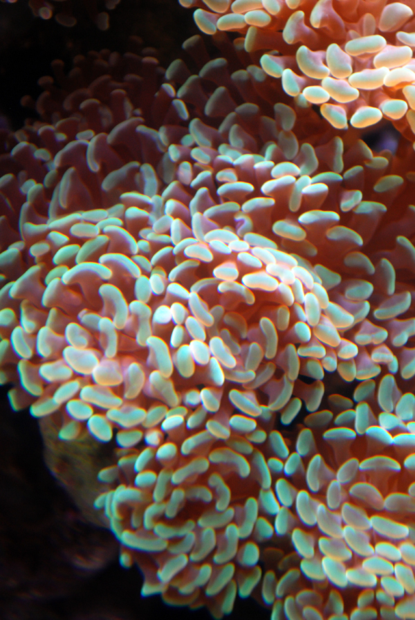 Various Pictures of Aquarium