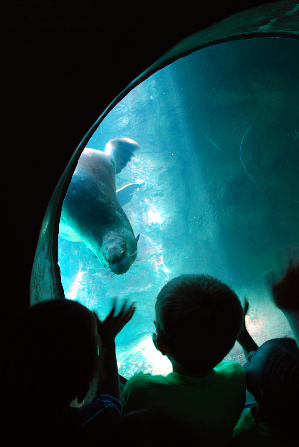 Various Pictures of Aquarium