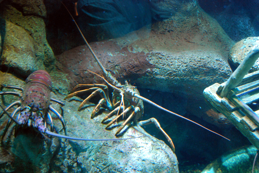 Various Pictures of Aquarium