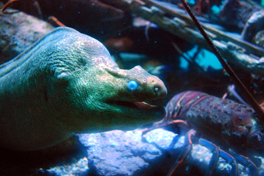 Various Pictures of Aquarium