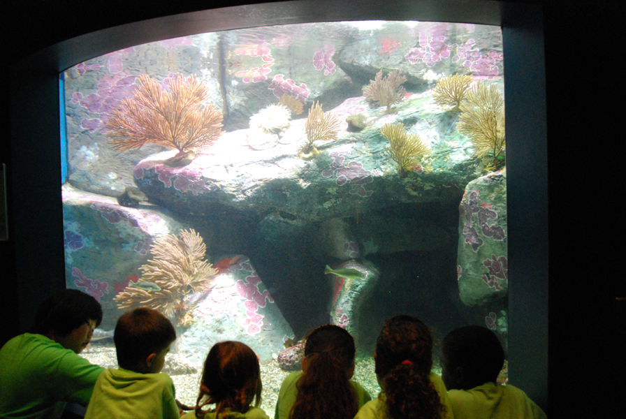 Various Pictures of Aquarium