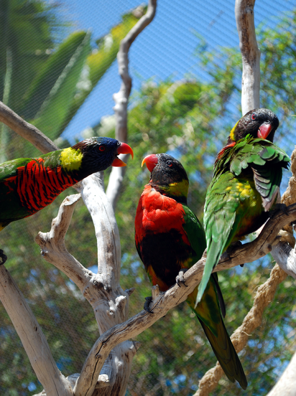 Various Pictures of Aquarium