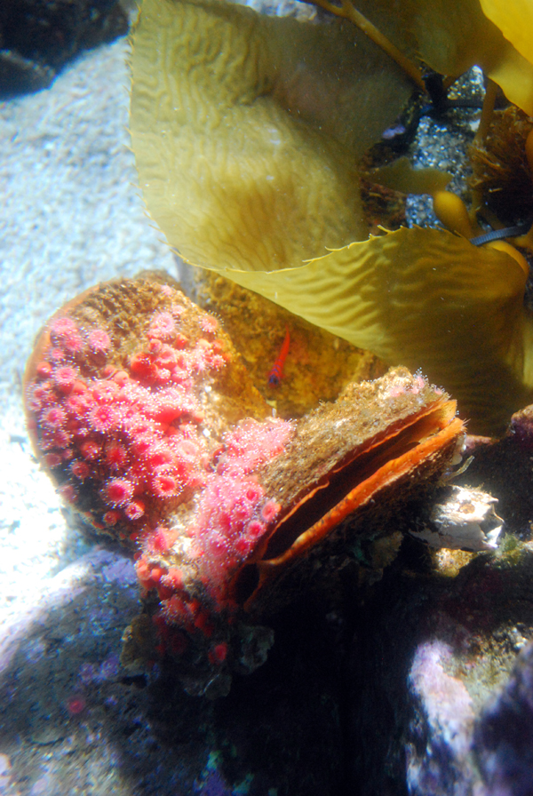 Various Pictures of Aquarium