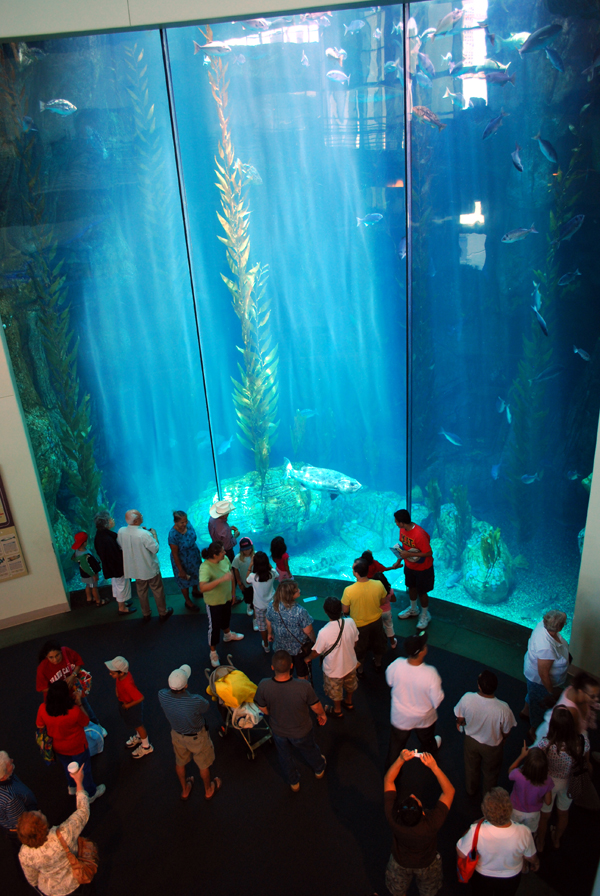 Various Pictures of Aquarium