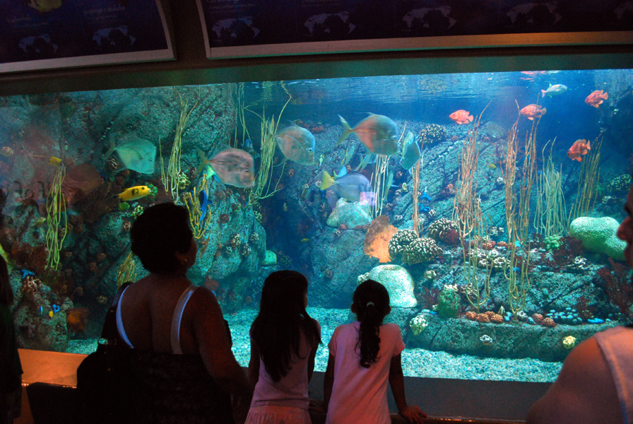Various Pictures of Aquarium