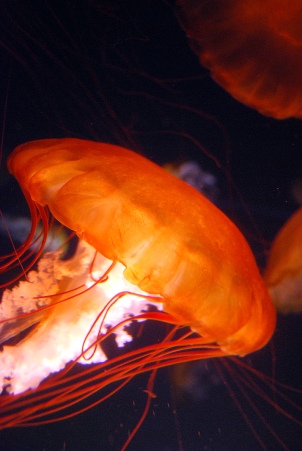 Various Pictures of Aquarium