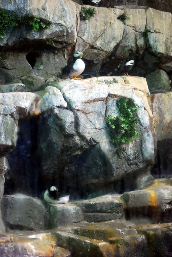 Various Pictures of Aquarium