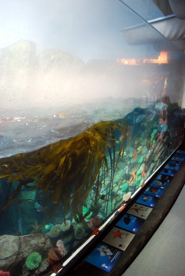 Various Pictures of Aquarium