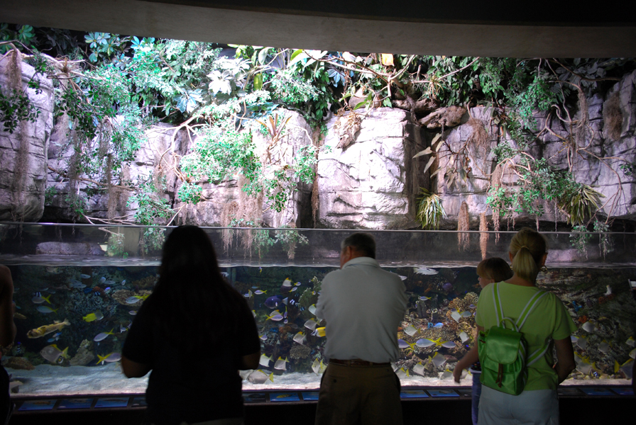 Various Pictures of Aquarium