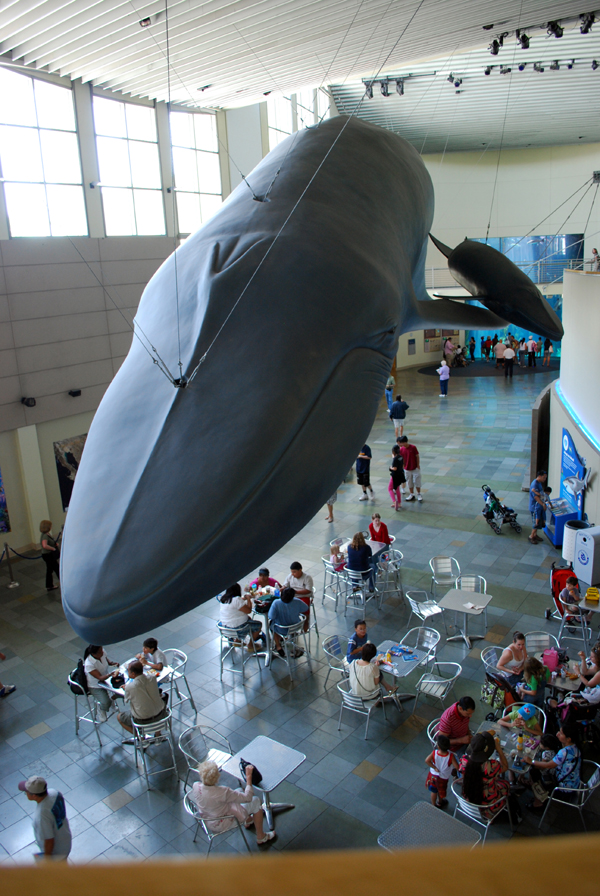 Various Pictures of Aquarium