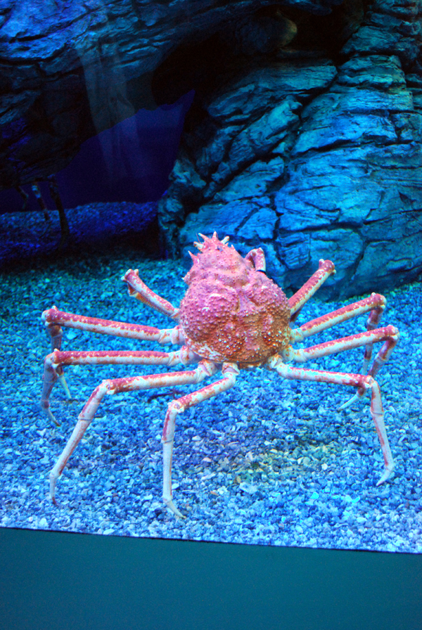 Various Pictures of Aquarium