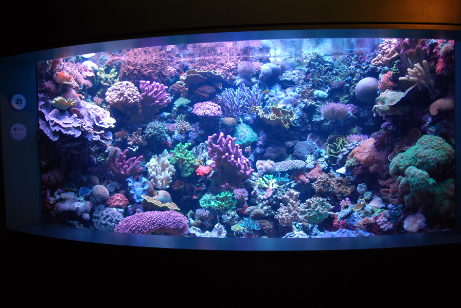 Various Pictures of Aquarium