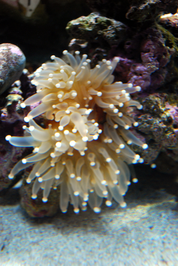 Various Pictures of Aquarium