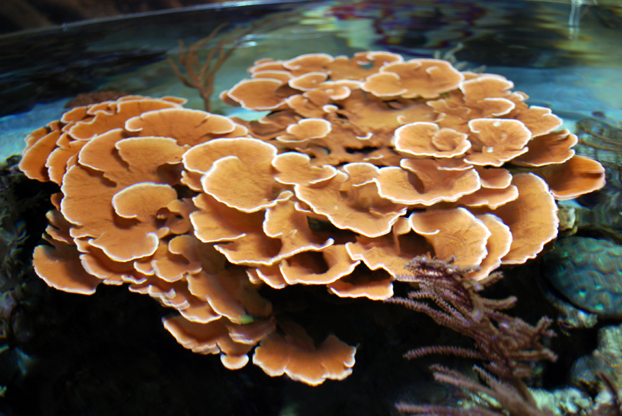 Various Pictures of Aquarium