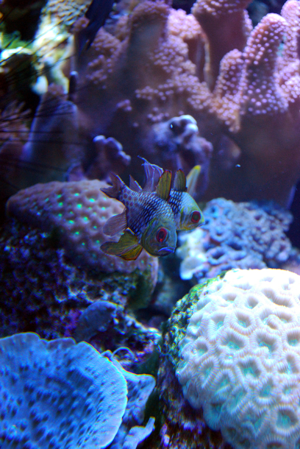Various Pictures of Aquarium