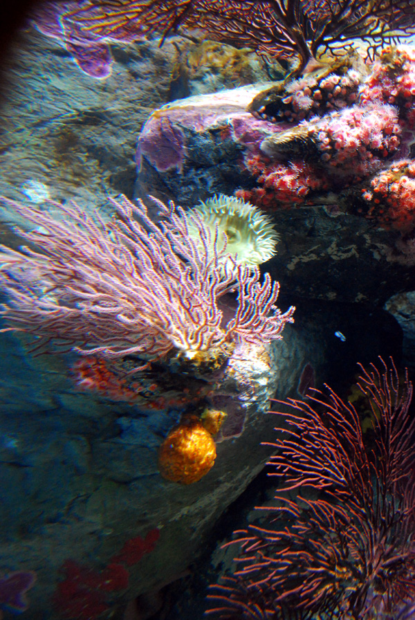 Various Pictures of Aquarium