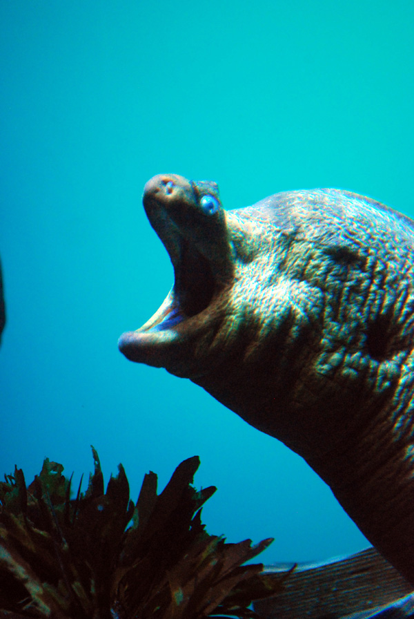 Various Pictures of Aquarium