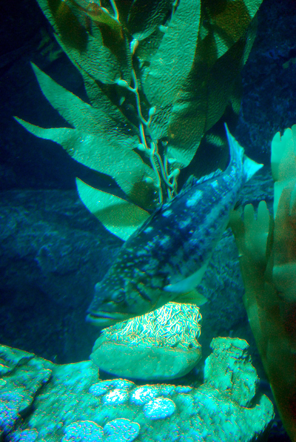 Various Pictures of Aquarium