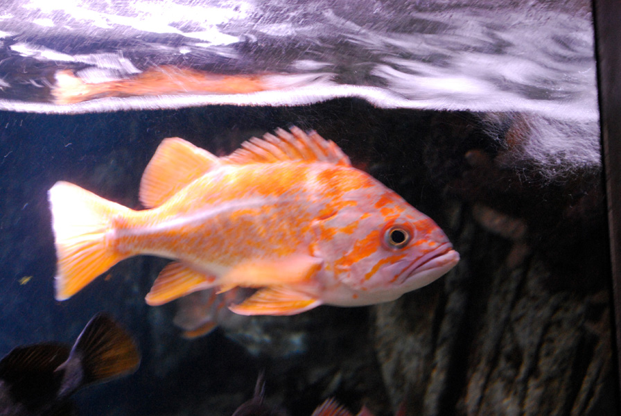 Various Pictures of Aquarium