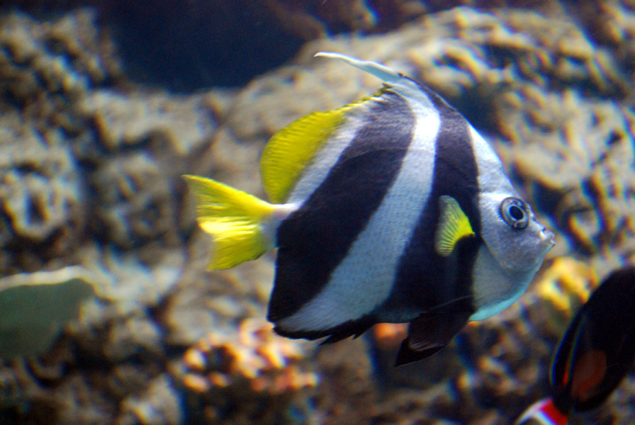 Various Pictures of Aquarium