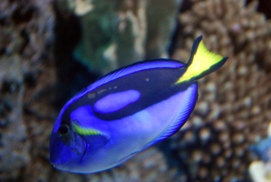 Various Pictures of Aquarium