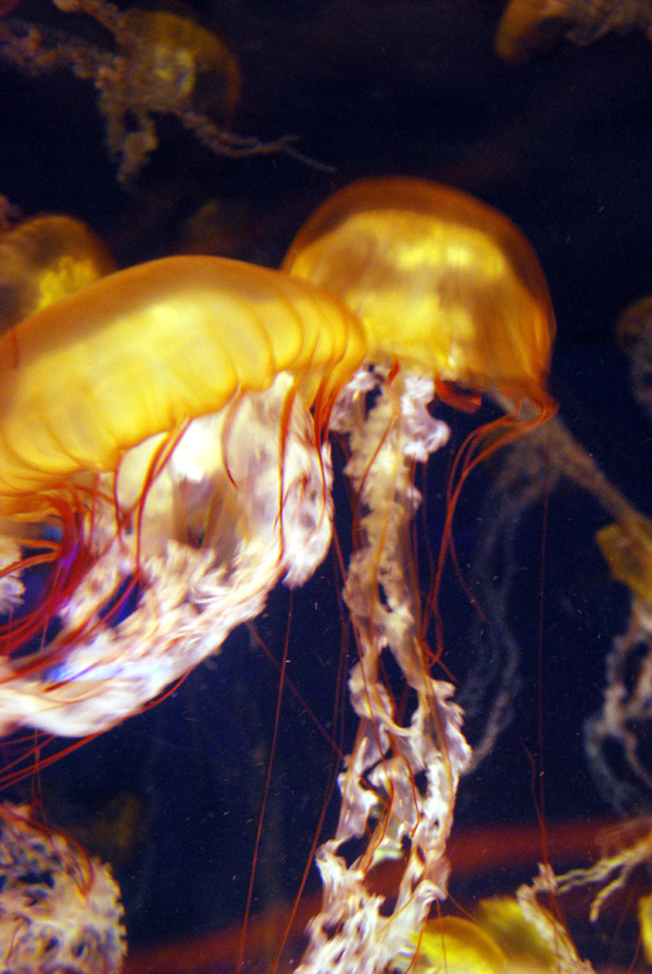 Various Pictures of Aquarium