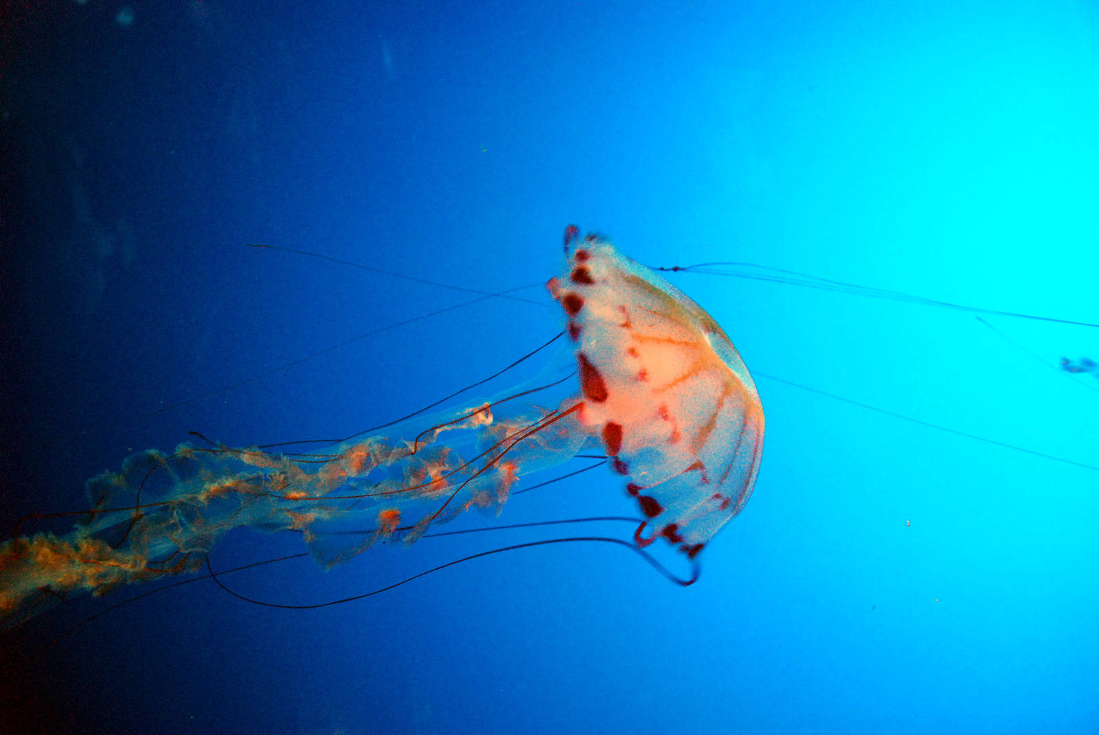 Various Pictures of Aquarium