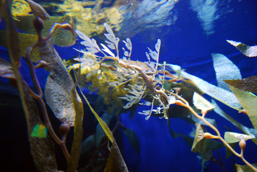 Various Pictures of Aquarium